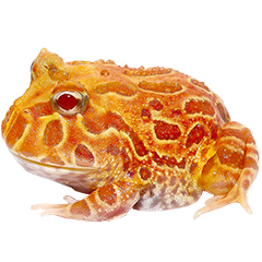 Apricot Pacman Frog